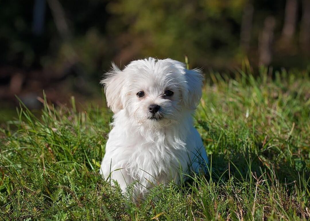 #11. Maltese